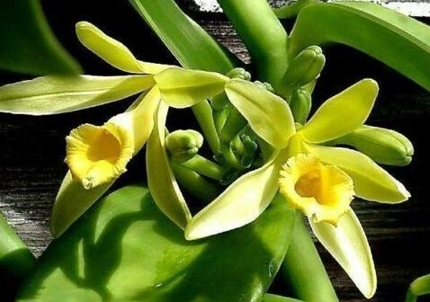 Yellow vanilla orchid flowers in bloom on the vine