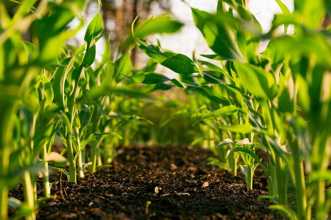 Rows of young crops growing on a well-prepared farm